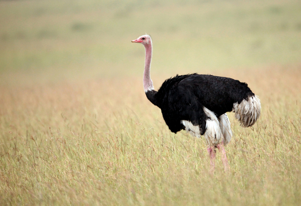 De struisvogel is een ontzettend snelle vogel